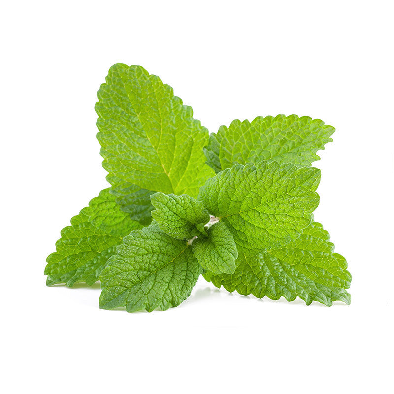 Lemon balm