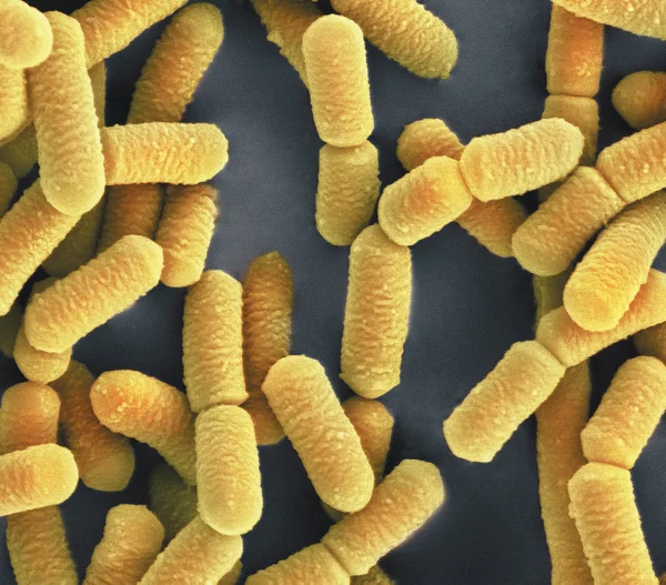 Probiotics