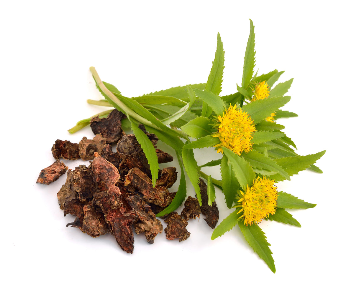 Rhodiola Rosea