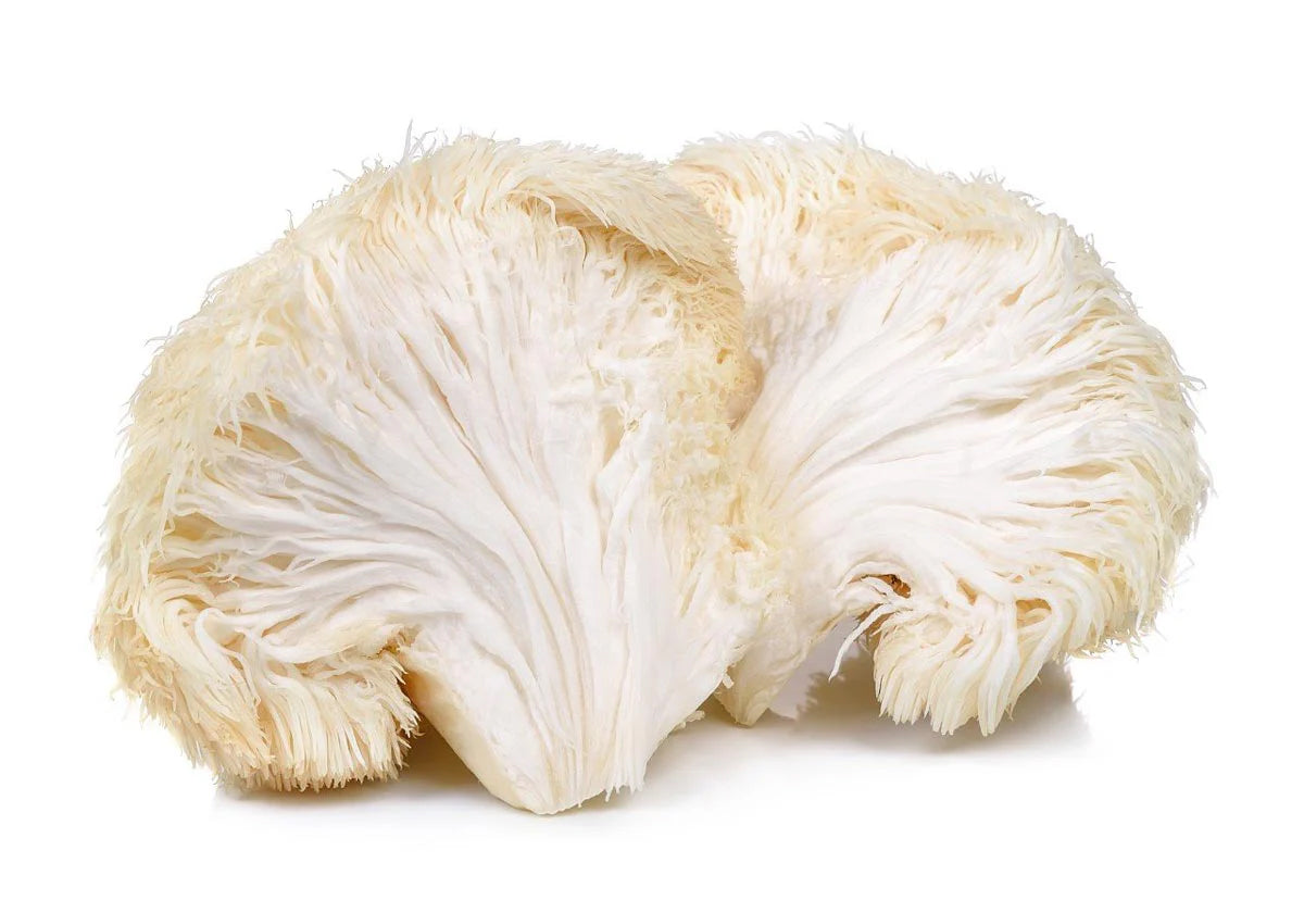 Lions mane